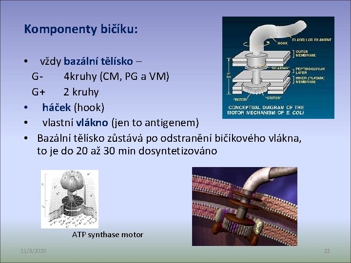 Komponenty bičíku: • vždy bazální tělísko – G- 4 kruhy (CM, PG a VM)