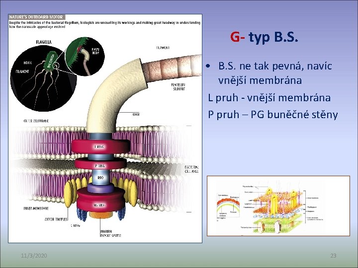 G- typ B. S. • B. S. ne tak pevná, navíc vnější membrána L