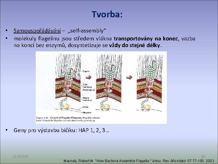 Tvorba: • Samouspořádávání – „self-assembly“ • molekuly flagelinu jsou středem vlákna transportovány na konec,