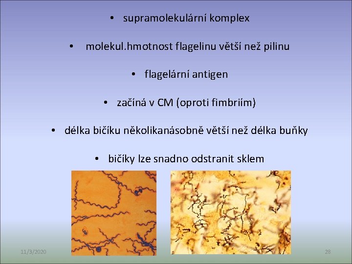  • supramolekulární komplex • molekul. hmotnost flagelinu větší než pilinu • flagelární antigen