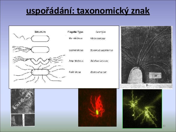 uspořádání: taxonomický znak 11/3/2020 30 