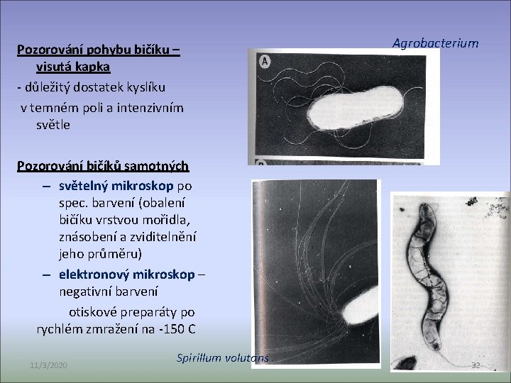 Pozorování pohybu bičíku – visutá kapka - důležitý dostatek kyslíku v temném poli a
