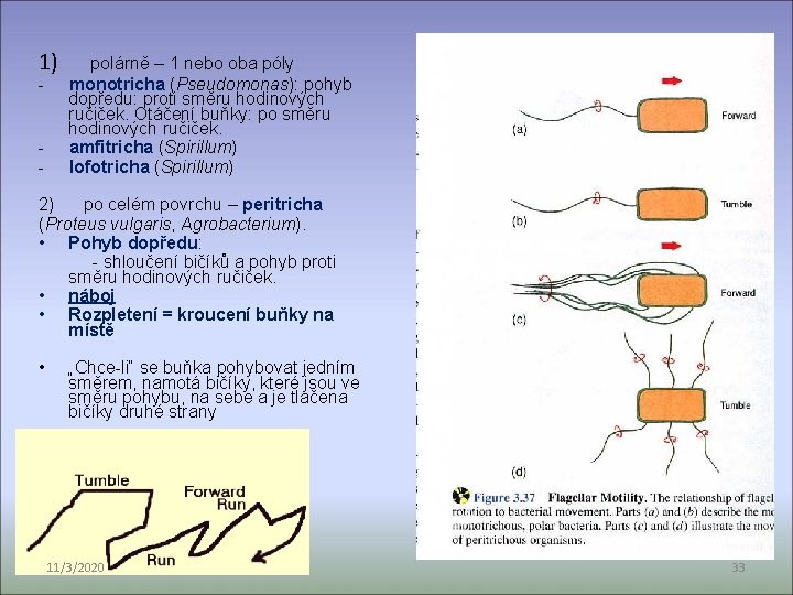 1) polárně – 1 nebo oba póly - monotricha (Pseudomonas): pohyb dopředu: proti směru