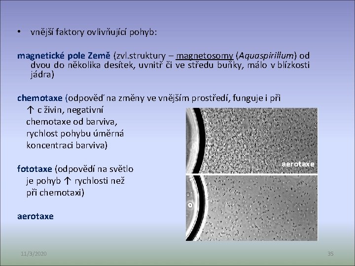  • vnější faktory ovlivňující pohyb: magnetické pole Země (zvl. struktury – magnetosomy (Aquaspirillum)