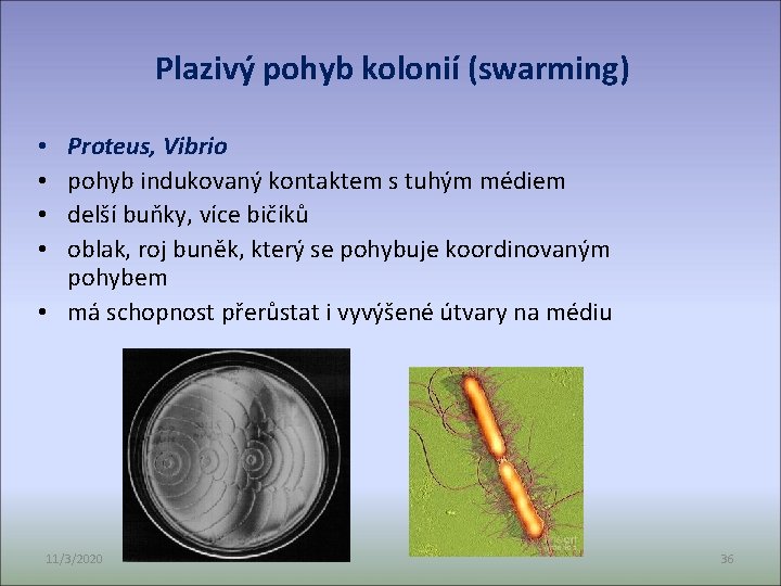 Plazivý pohyb kolonií (swarming) Proteus, Vibrio pohyb indukovaný kontaktem s tuhým médiem delší buňky,