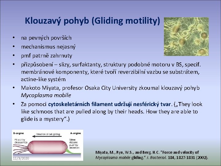 Klouzavý pohyb (Gliding motility) na pevných površích mechanismus nejasný pmf patrně zahrnuty přizpůsobení –