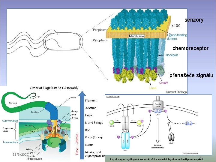 senzory chemoreceptor přenašeče signálu 11/3/2020 4 http: //biologos. org/blog/self-assembly-of-the-bacterial-flagellum-no-intelligence-required 