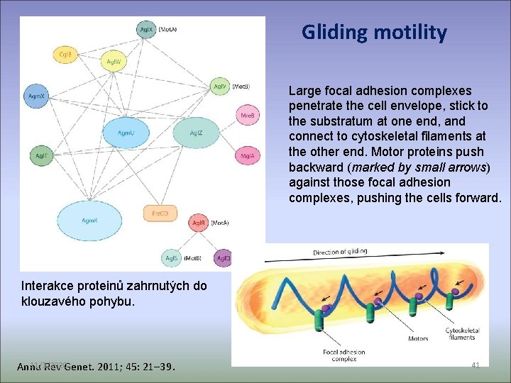 Gliding motility Large focal adhesion complexes penetrate the cell envelope, stick to the substratum