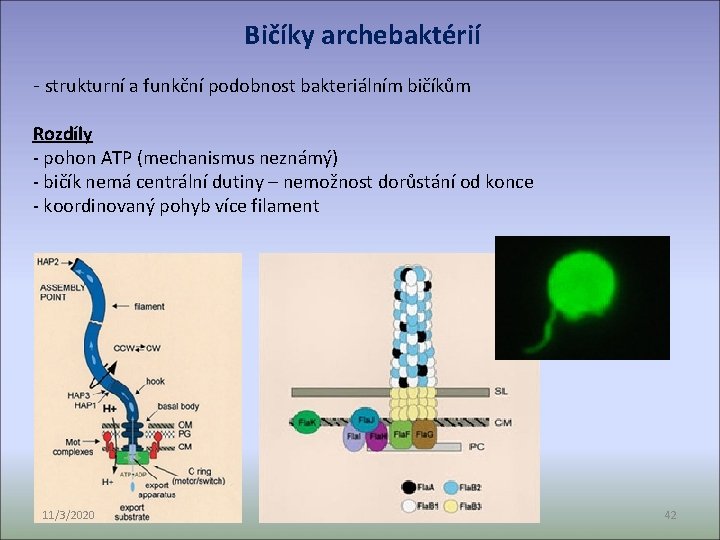 Bičíky archebaktérií - strukturní a funkční podobnost bakteriálním bičíkům Rozdíly - pohon ATP (mechanismus