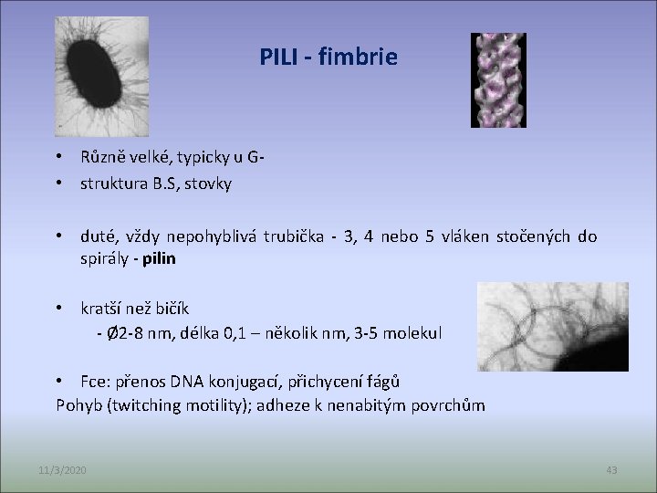 PILI - fimbrie • Různě velké, typicky u G • struktura B. S, stovky