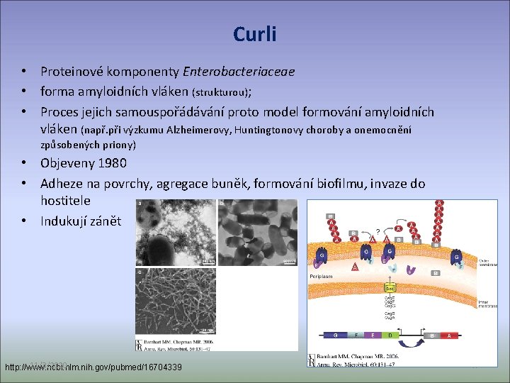 Curli • Proteinové komponenty Enterobacteriaceae • forma amyloidních vláken (strukturou); • Proces jejich samouspořádávání