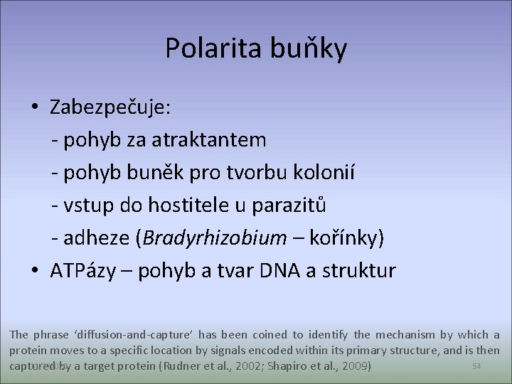 Polarita buňky • Zabezpečuje: - pohyb za atraktantem - pohyb buněk pro tvorbu kolonií