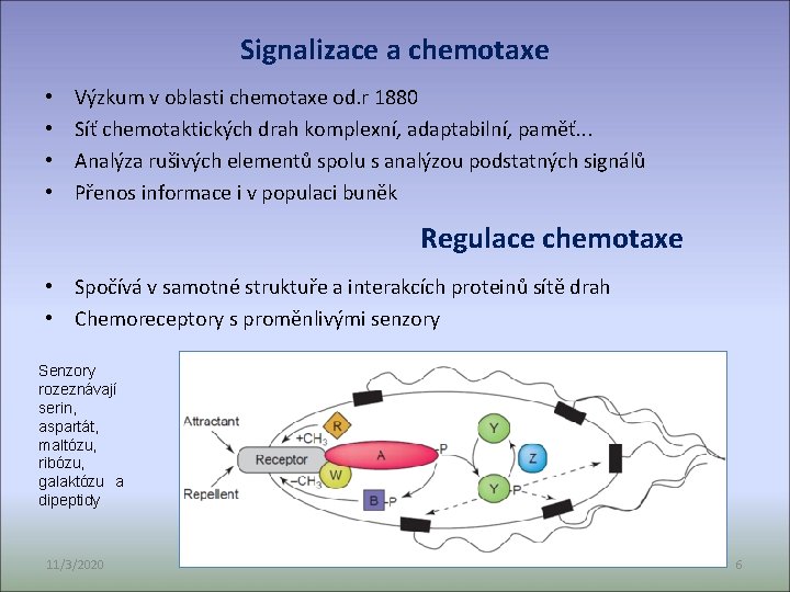 Signalizace a chemotaxe • • Výzkum v oblasti chemotaxe od. r 1880 Síť chemotaktických