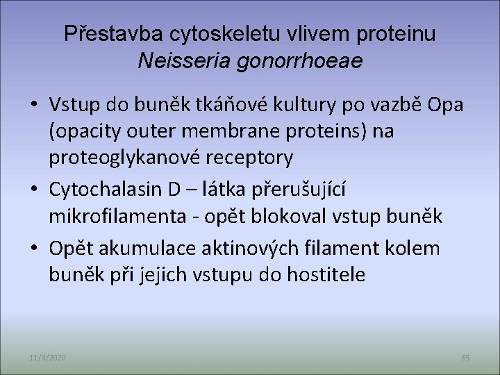 Přestavba cytoskeletu vlivem proteinu Neisseria gonorrhoeae • Vstup do buněk tkáňové kultury po vazbě
