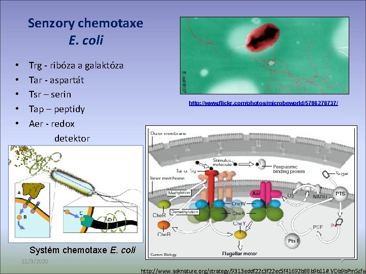 Senzory chemotaxe E. coli • Trg - ribóza a galaktóza • Tar - aspartát