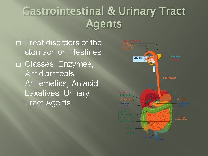 Gastrointestinal & Urinary Tract Agents � � Treat disorders of the stomach or intestines Gastrointestinal & Urinary Tract Agents � � Treat disorders of the stomach or intestines