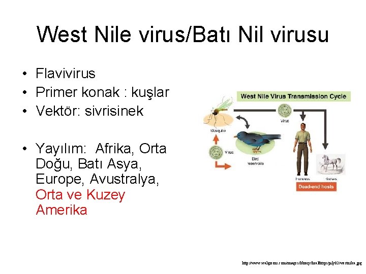 West Nile virus/Batı Nil virusu • Flavivirus • Primer konak : kuşlar • Vektör: