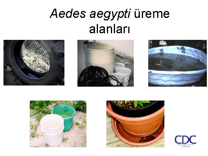 Aedes aegypti üreme alanları 