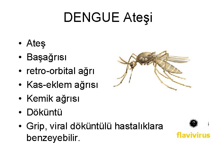 DENGUE Ateşi • • Ateş Başağrısı retro-orbital ağrı Kas-eklem ağrısı Kemik ağrısı Döküntü Grip,