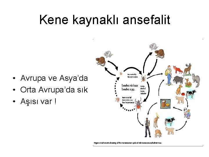 Kene kaynaklı ansefalit • Avrupa ve Asya’da • Orta Avrupa’da sık • Aşısı var