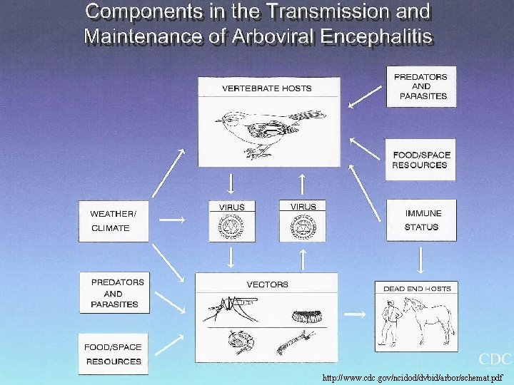 http: //www. cdc. gov/ncidod/dvbid/arbor/schemat. pdf 