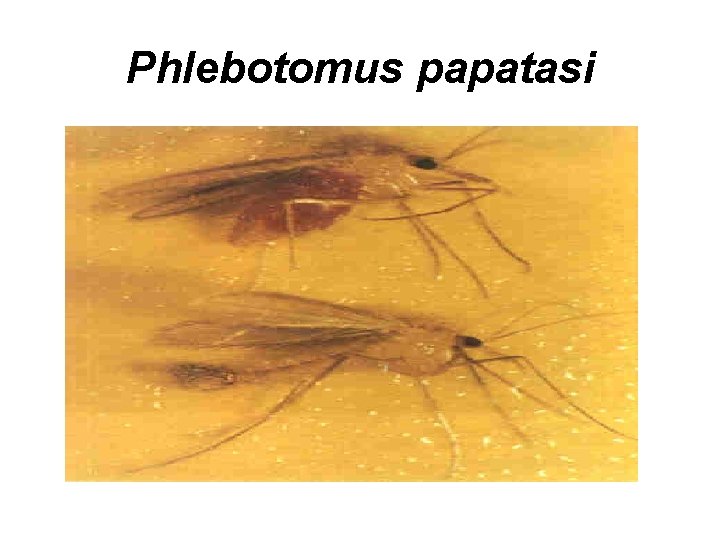 Phlebotomus papatasi 