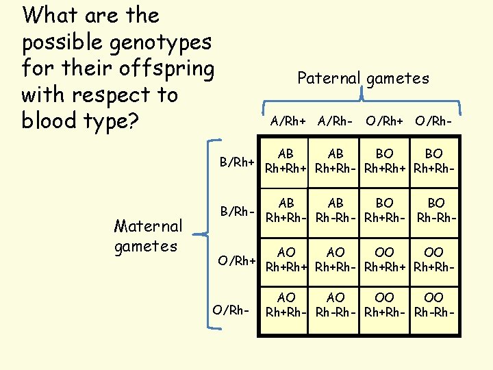 What are the possible genotypes for their offspring with respect to blood type? Maternal