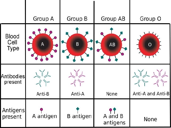 Bloodtype antigens and antibodies 