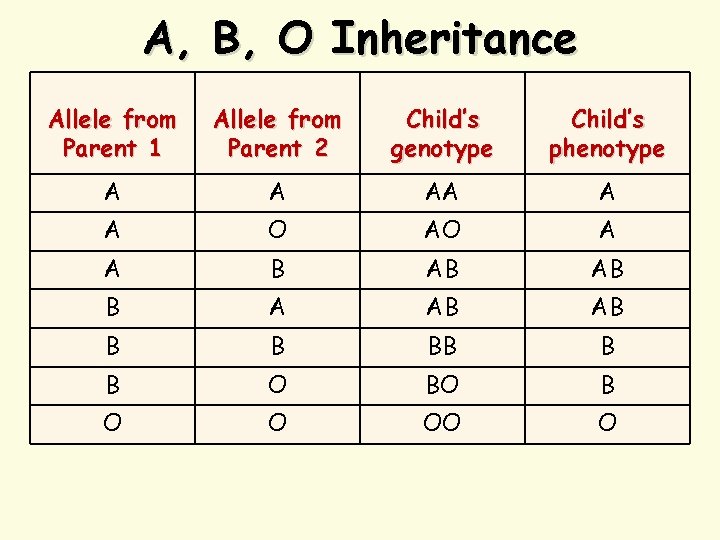 A, B, O Inheritance Allele from Parent 1 Allele from Parent 2 Child’s genotype