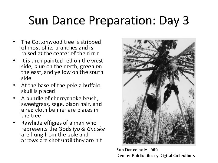 Sun Dance Preparation: Day 3 • The Cottonwood tree is stripped of most of