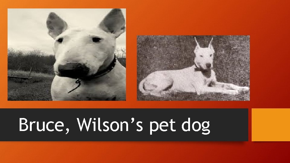 Bruce, Wilson’s pet dog 