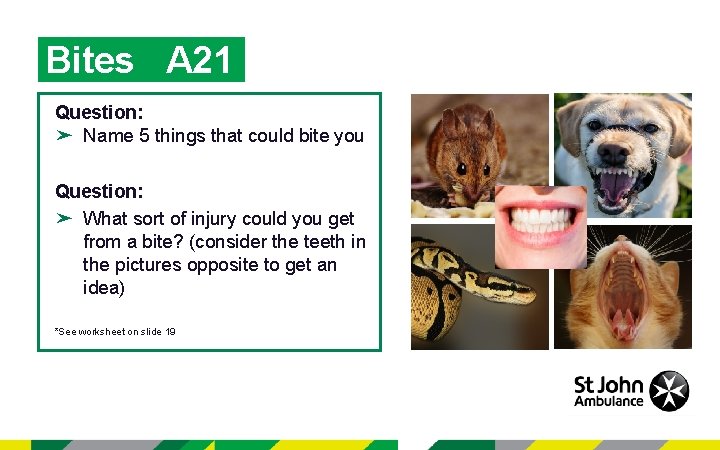 Bites A 21 Question: ➤ Name 5 things that could bite you Question: ➤