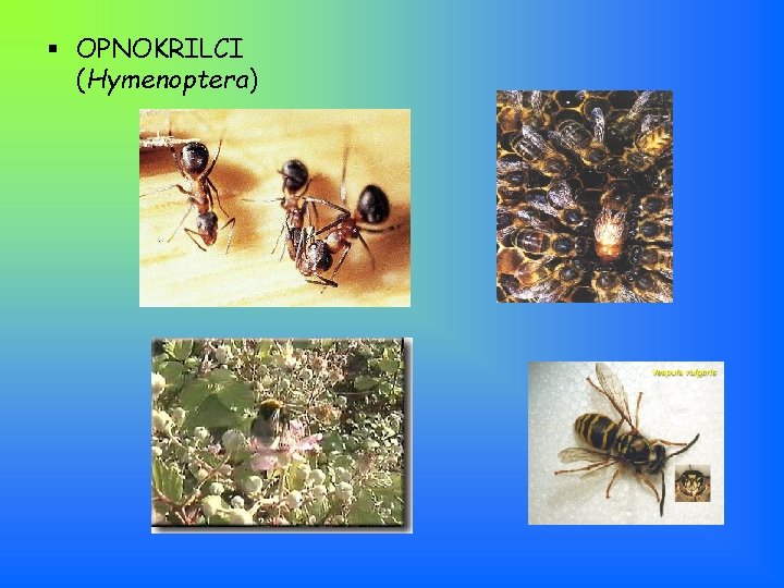 § OPNOKRILCI (Hymenoptera) 