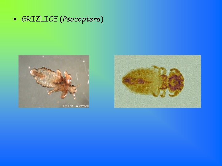 § GRIZLICE (Psocoptera) 