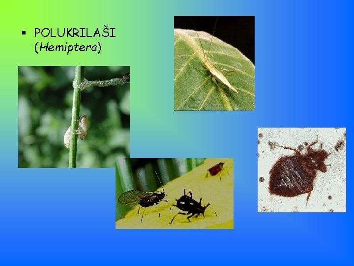 § POLUKRILAŠI (Hemiptera) 