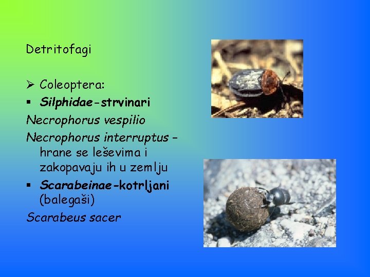 Detritofagi Ø Coleoptera: § Silphidae-strvinari Necrophorus vespilio Necrophorus interruptus – hrane se leševima i
