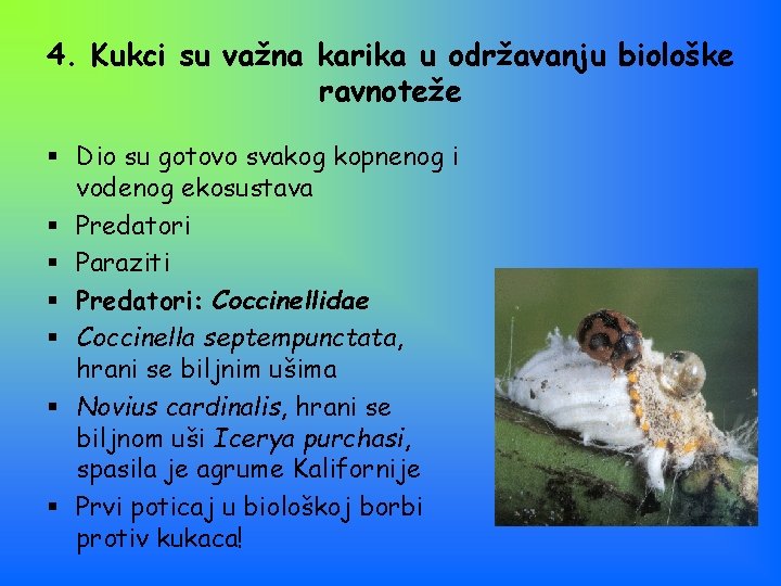 4. Kukci su važna karika u održavanju biološke ravnoteže § Dio su gotovo svakog