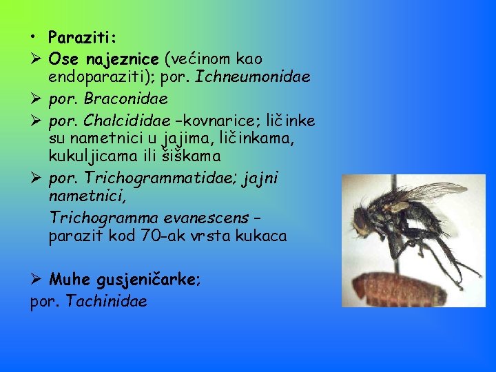  • Paraziti: Ø Ose najeznice (većinom kao endoparaziti); por. Ichneumonidae Ø por. Braconidae