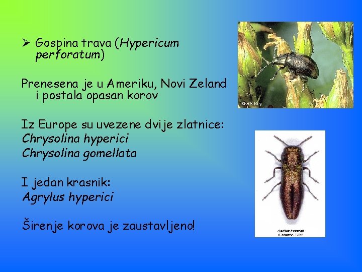 Ø Gospina trava (Hypericum perforatum) Prenesena je u Ameriku, Novi Zeland i postala opasan