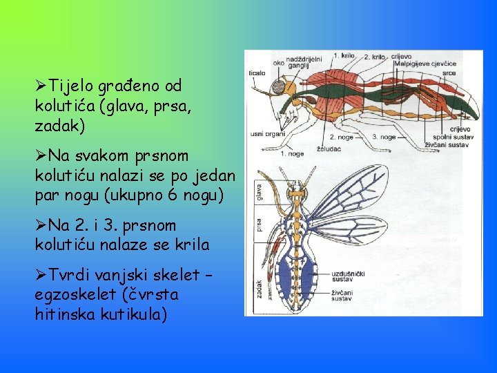 ØTijelo građeno od kolutića (glava, prsa, zadak) ØNa svakom prsnom kolutiću nalazi se po