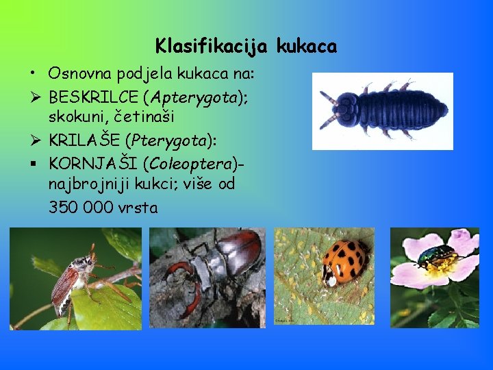 Klasifikacija kukaca • Osnovna podjela kukaca na: Ø BESKRILCE (Apterygota); skokuni, četinaši Ø KRILAŠE