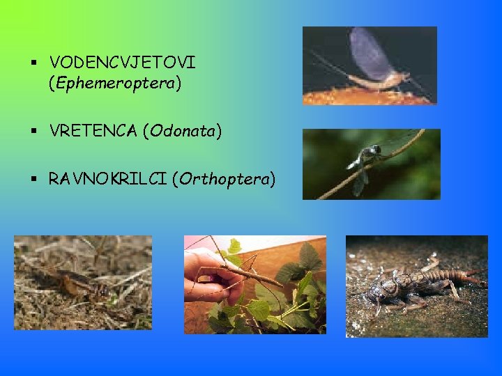 § VODENCVJETOVI (Ephemeroptera) § VRETENCA (Odonata) § RAVNOKRILCI (Orthoptera) 