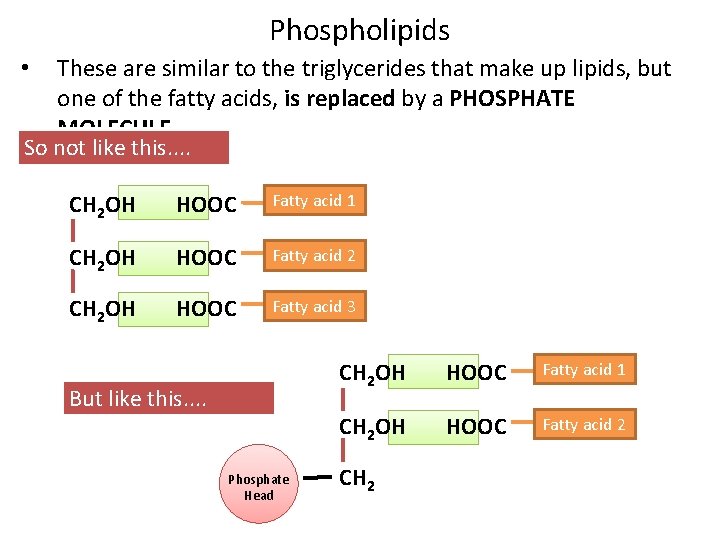 Phospholipids These are similar to the triglycerides that make up lipids, but one of