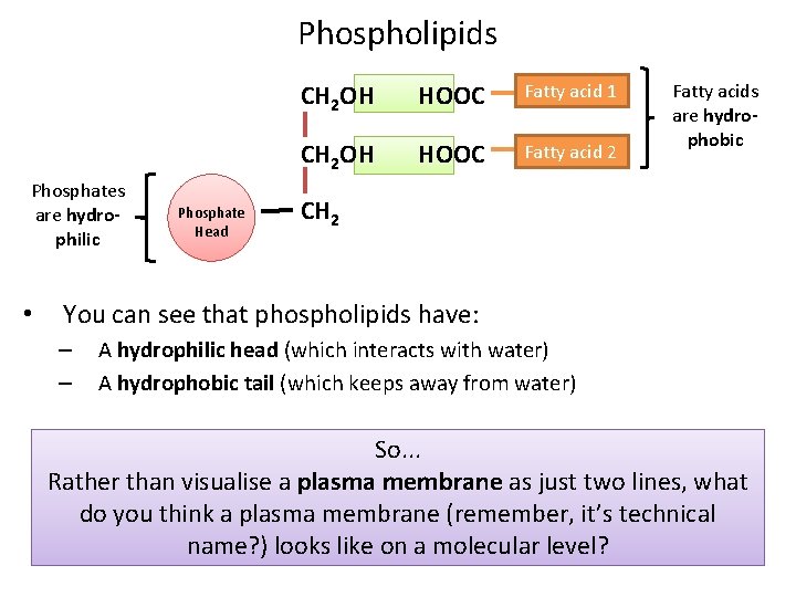 Phospholipids Phosphates are hydrophilic • Phosphate Head CH 2 OH HOOC Fatty acid 1