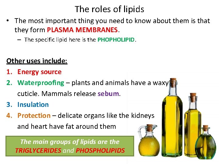The roles of lipids • The most important thing you need to know about