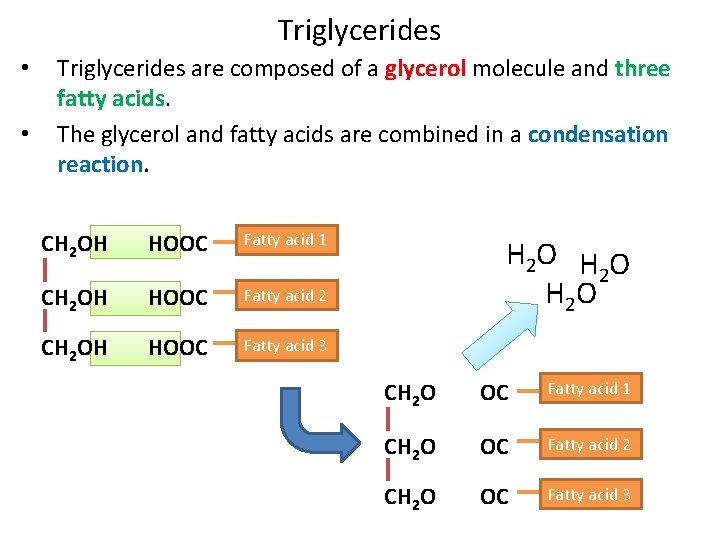 Triglycerides • • Triglycerides are composed of a glycerol molecule and three fatty acids.