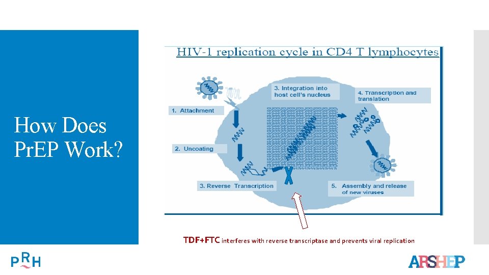 How Does Pr. EP Work? TDF+FTC interferes with reverse transcriptase and prevents viral replication