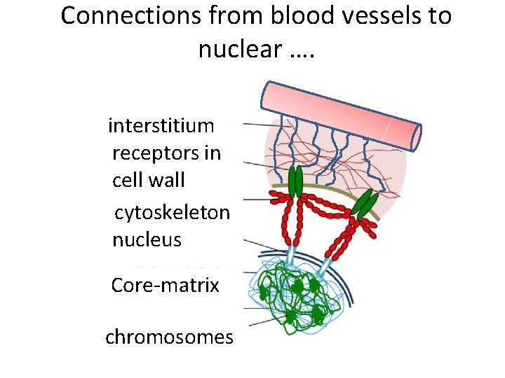 Connections from blood vessels to nuclear …. interstitium receptors in cell wall cytoskeleton nucleus