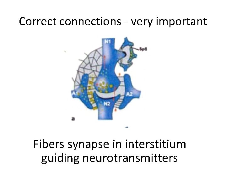 Correct connections - very important Fibers synapse in interstitium guiding neurotransmitters 