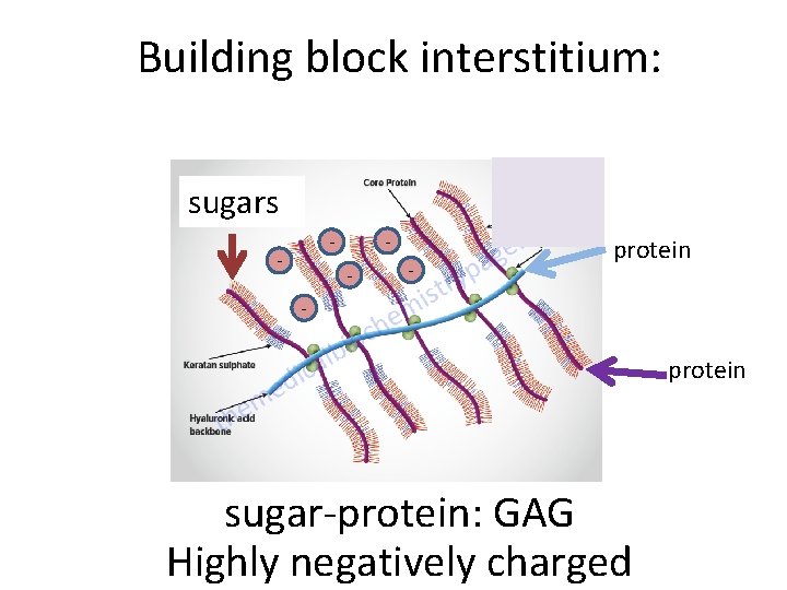 Building block interstitium: sugars - - - protein sugar-protein: GAG Highly negatively charged 
